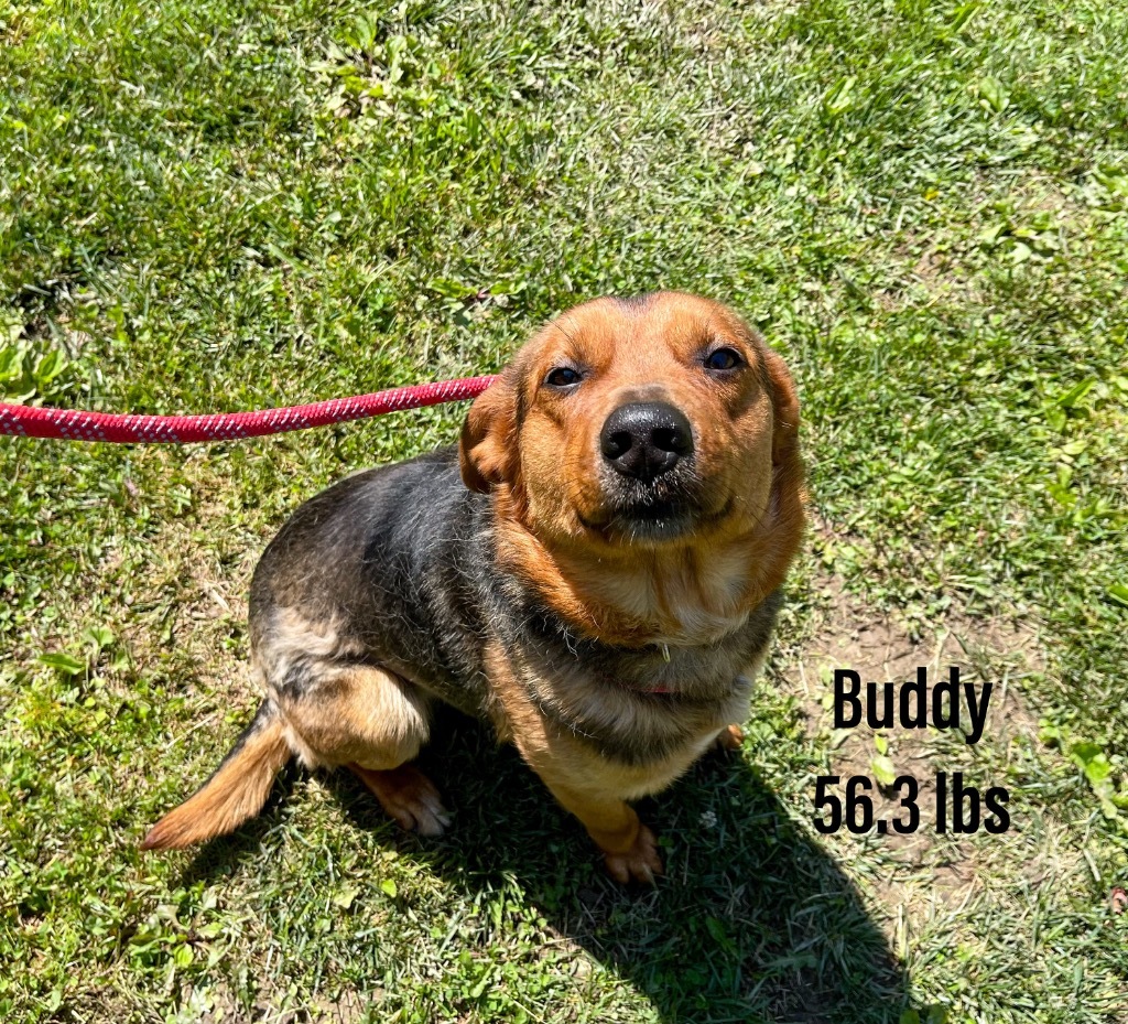Buddy