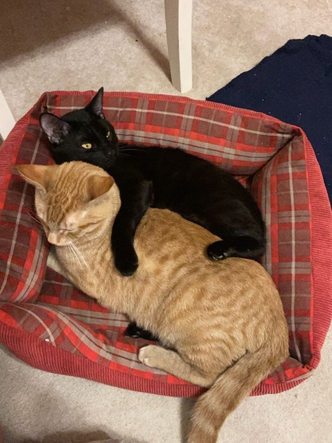 Toto (and Drake)