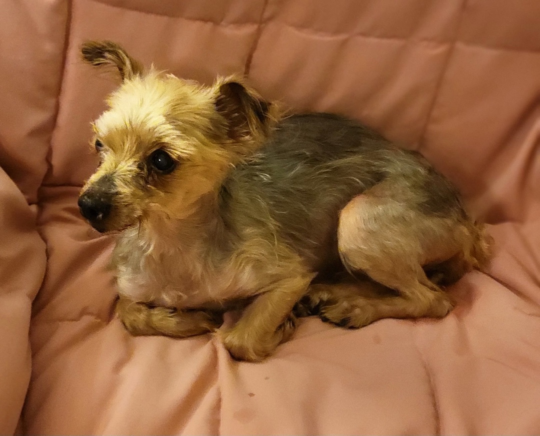 dog-for-adoption-charlotte-a-yorkshire-terrier-in-merchantville-nj