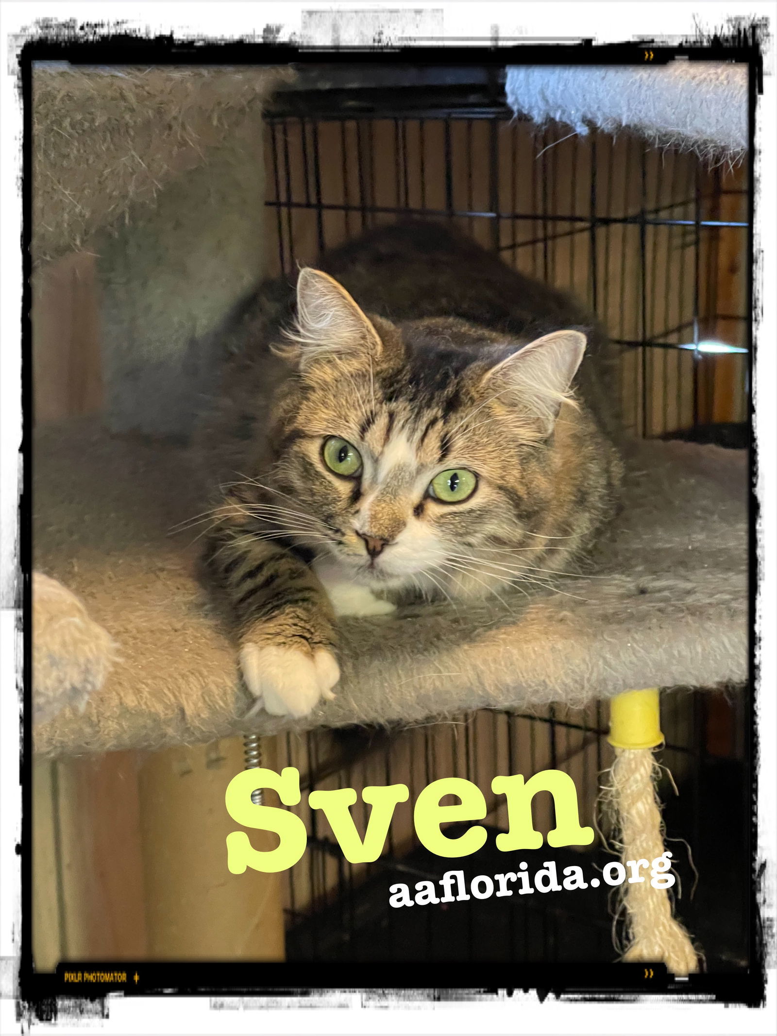 Sven, an adoptable Tabby, Domestic Short Hair in Pensacola, FL, 32534 | Photo Image 1