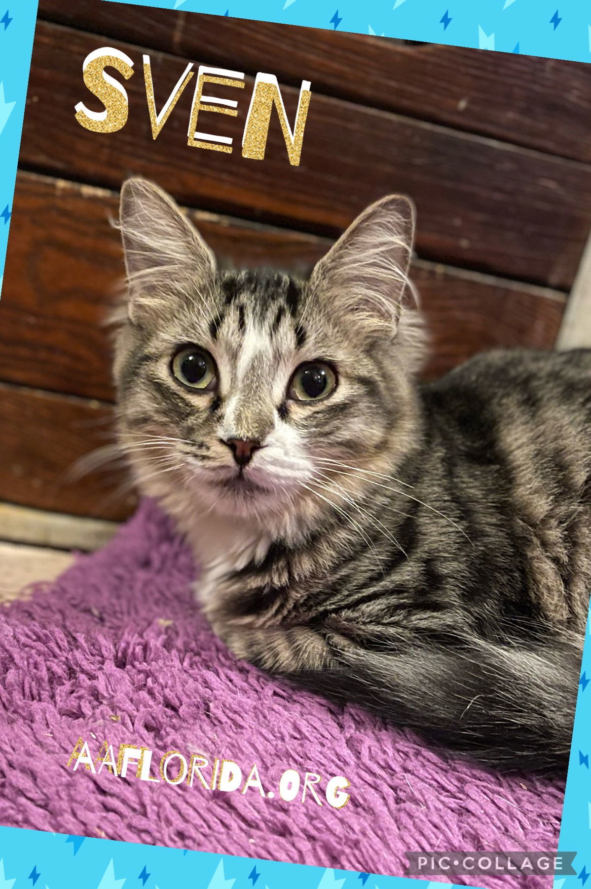 Sven, an adoptable Tabby, Domestic Short Hair in Pensacola, FL, 32534 | Photo Image 2