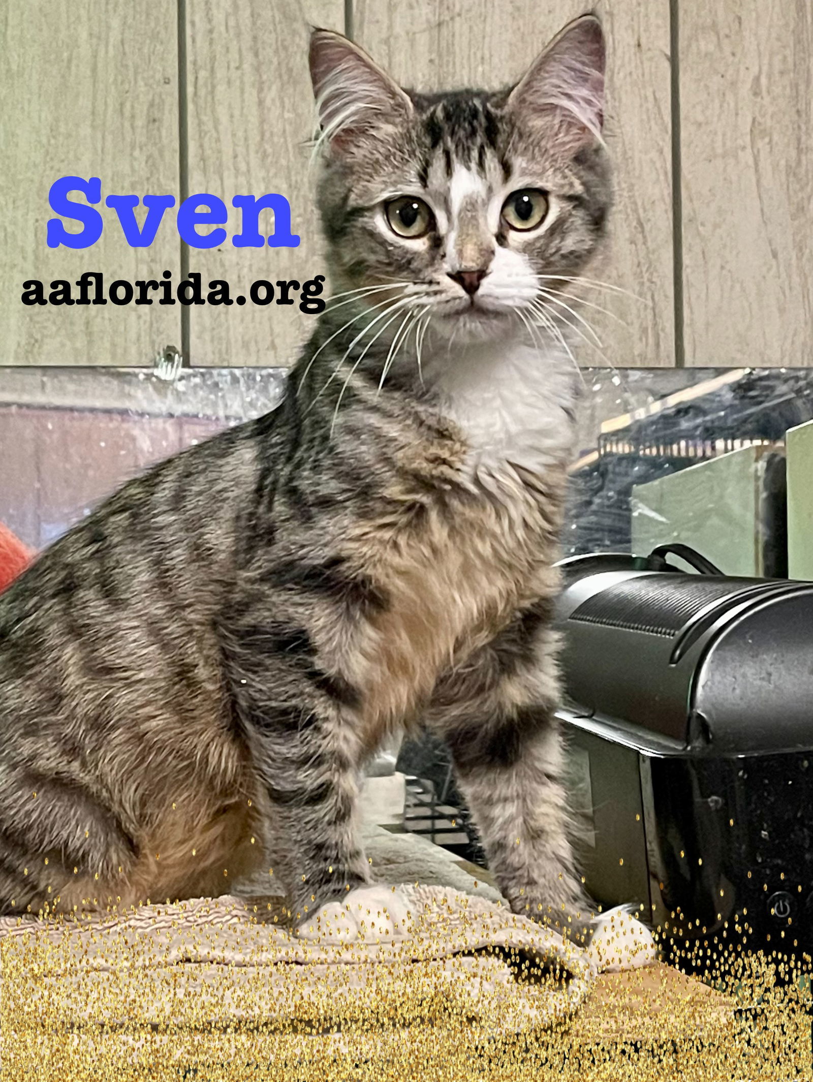 Sven, an adoptable Tabby, Domestic Short Hair in Pensacola, FL, 32534 | Photo Image 3