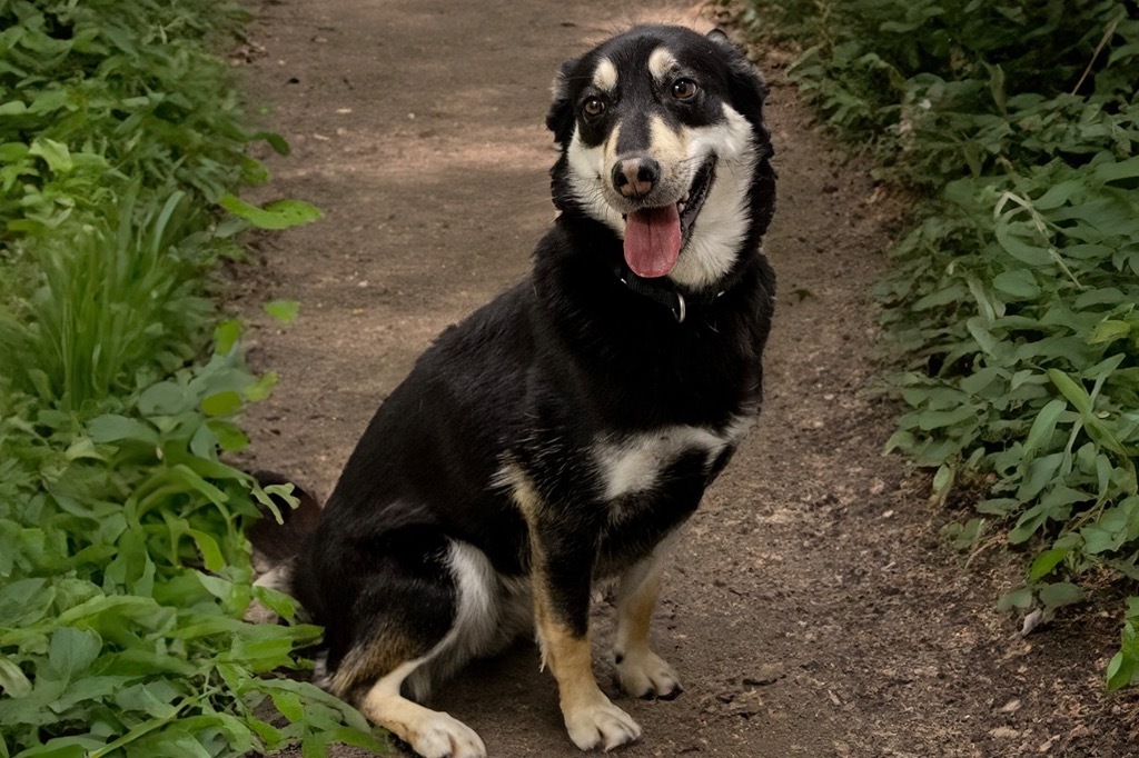 Courtney, an adoptable Cattle Dog, Husky in Auburn, IN, 46706 | Photo Image 1