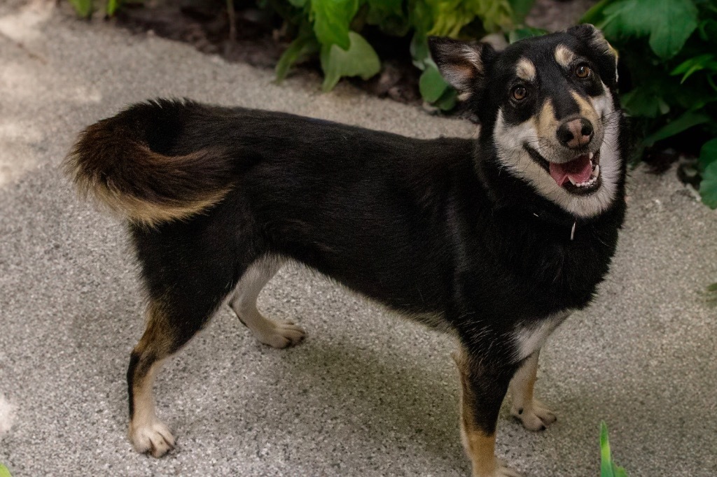 Courtney, an adoptable Cattle Dog, Husky in Auburn, IN, 46706 | Photo Image 1