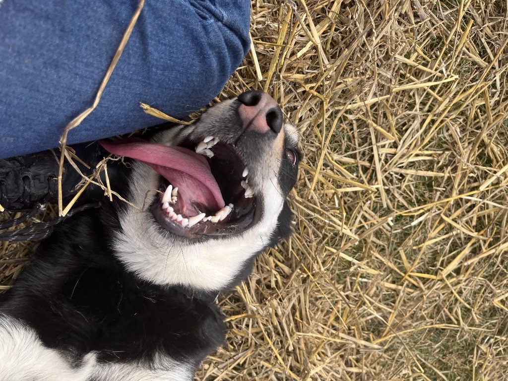 Courtney, an adoptable Cattle Dog, Husky in Auburn, IN, 46706 | Photo Image 2