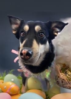 Courtney, an adoptable Cattle Dog, Husky in Auburn, IN, 46706 | Photo Image 4