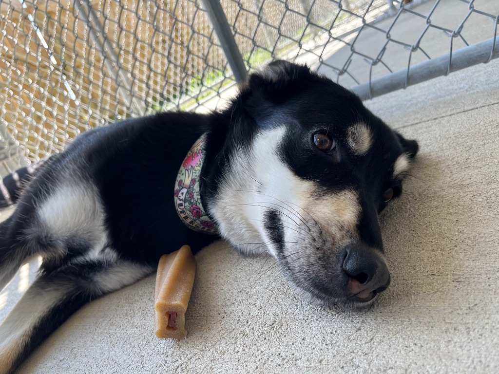 Courtney, an adoptable Cattle Dog, Husky in Auburn, IN, 46706 | Photo Image 5