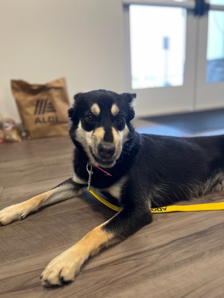 Courtney, an adoptable Cattle Dog, Husky in Auburn, IN, 46706 | Photo Image 6