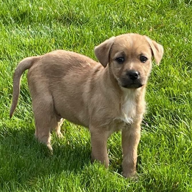 Peter Brady, an adoptable Yellow Labrador Retriever Mix in Marietta, GA_image-1