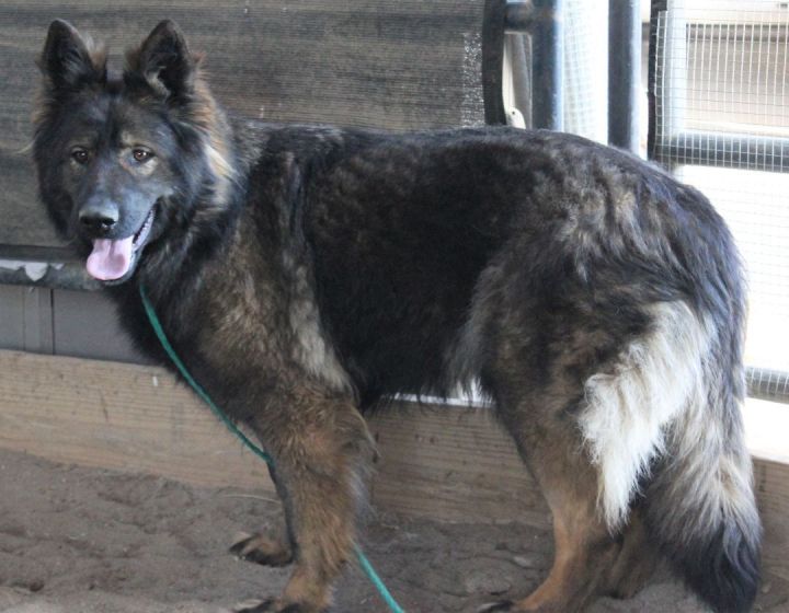 Dog For Adoption - Lassie, A German Shepherd Dog In Athens, Oh | Petfinder