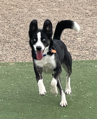 Siberian husky x border sales collie