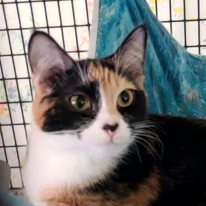 Cali, Adult Female unknown
