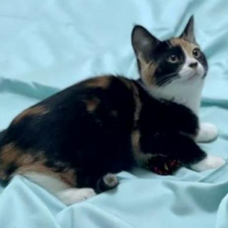 Cali, an adoptable Domestic Short Hair in Hemet, CA, 92543 | Photo Image 2