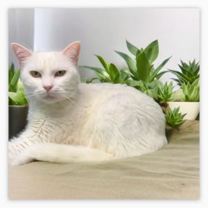 Sundae, Adult Female unknown