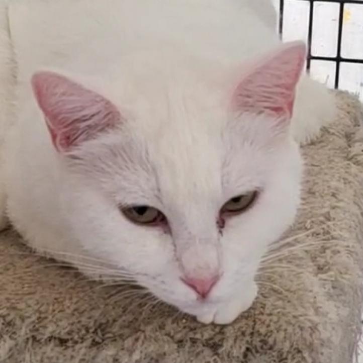 Sundae, an adoptable Domestic Short Hair in Hemet, CA, 92543 | Photo Image 3