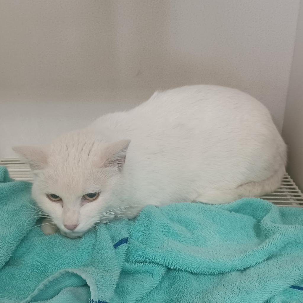 Sundae, an adoptable Domestic Short Hair in Hemet, CA, 92543 | Photo Image 4