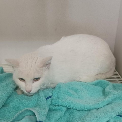 Sundae, an adoptable Domestic Short Hair in Hemet, CA, 92543 | Photo Image 5