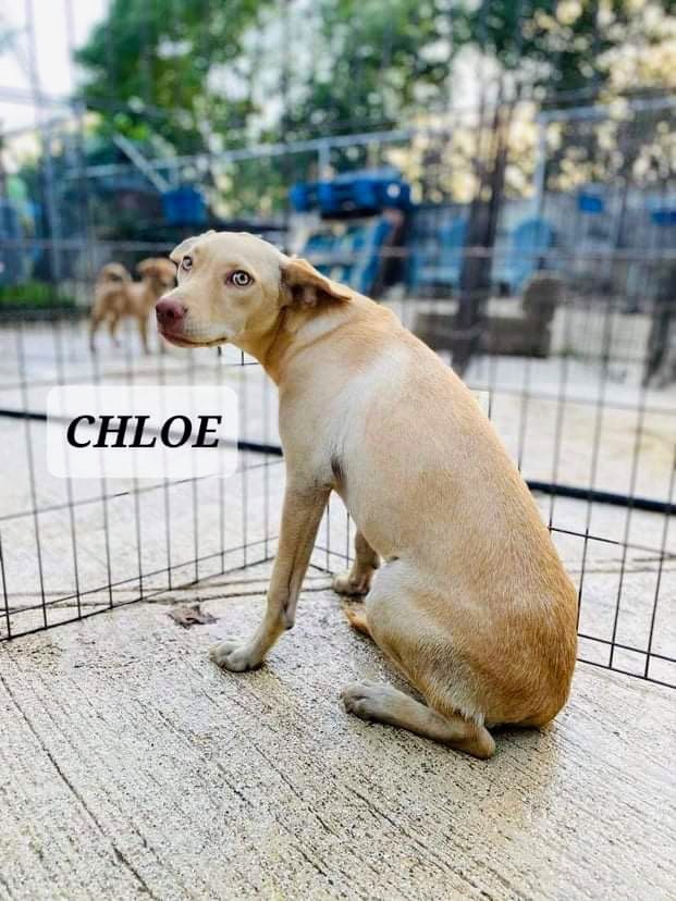 CHLOE, an adoptable Labrador Retriever in Villalba, PR, 00766 | Photo Image 2