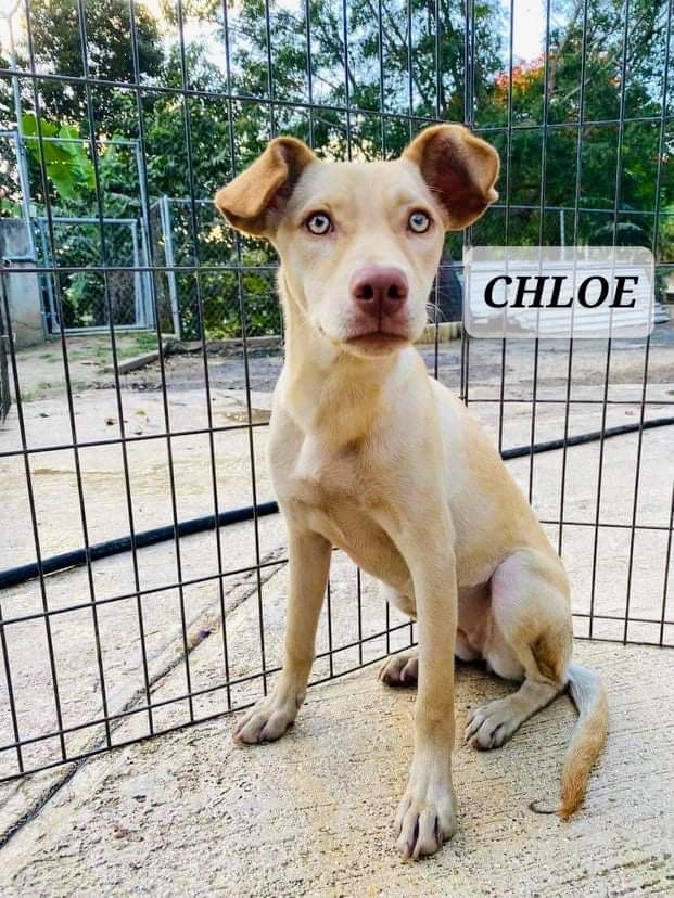 CHLOE, an adoptable Labrador Retriever in Villalba, PR, 00766 | Photo Image 1
