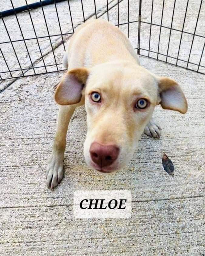 CHLOE, an adoptable Labrador Retriever in Villalba, PR, 00766 | Photo Image 3