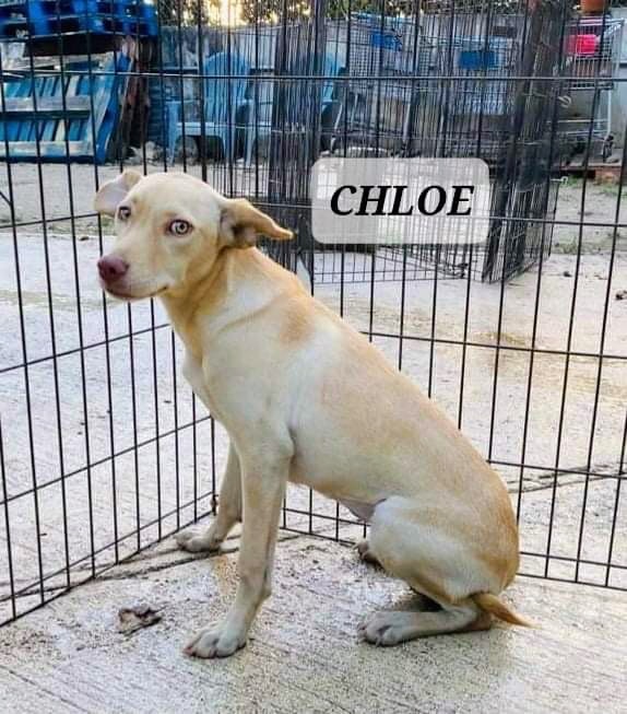 CHLOE, an adoptable Labrador Retriever in Villalba, PR, 00766 | Photo Image 4