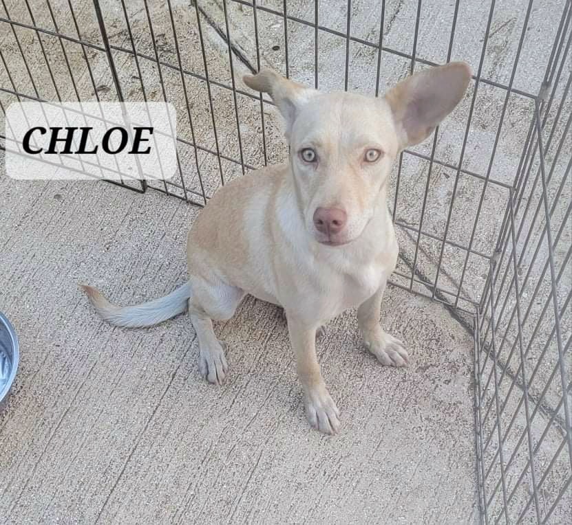 CHLOE, an adoptable Labrador Retriever in Villalba, PR, 00766 | Photo Image 5