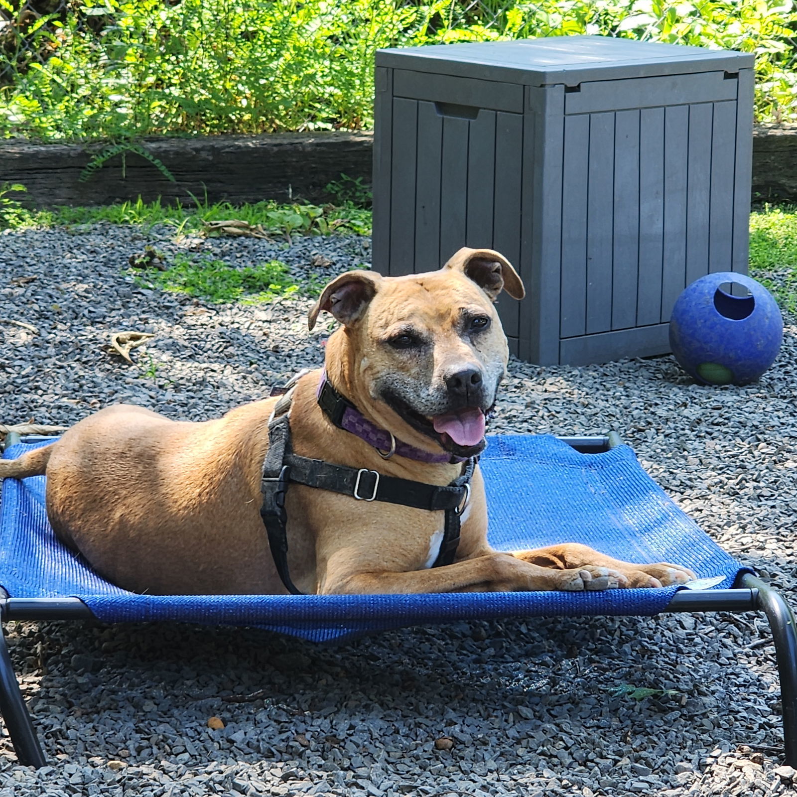 Violet, an adoptable Black Mouth Cur, Rhodesian Ridgeback in Berkeley Springs, WV, 25411 | Photo Image 1