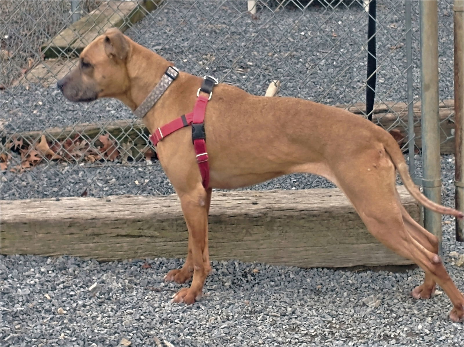 Violet, an adoptable Black Mouth Cur, Rhodesian Ridgeback in Berkeley Springs, WV, 25411 | Photo Image 2