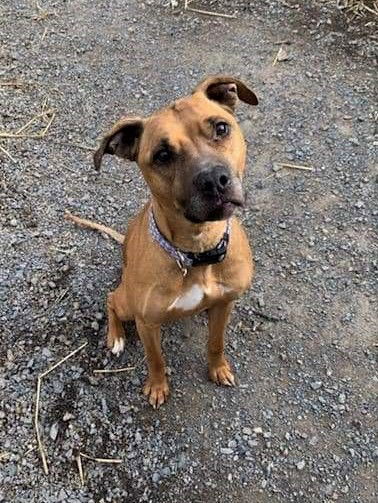 Violet, an adoptable Black Mouth Cur, Rhodesian Ridgeback in Berkeley Springs, WV, 25411 | Photo Image 2