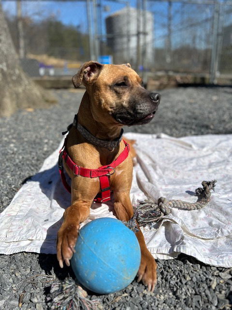 Violet, an adoptable Black Mouth Cur, Rhodesian Ridgeback in Berkeley Springs, WV, 25411 | Photo Image 3