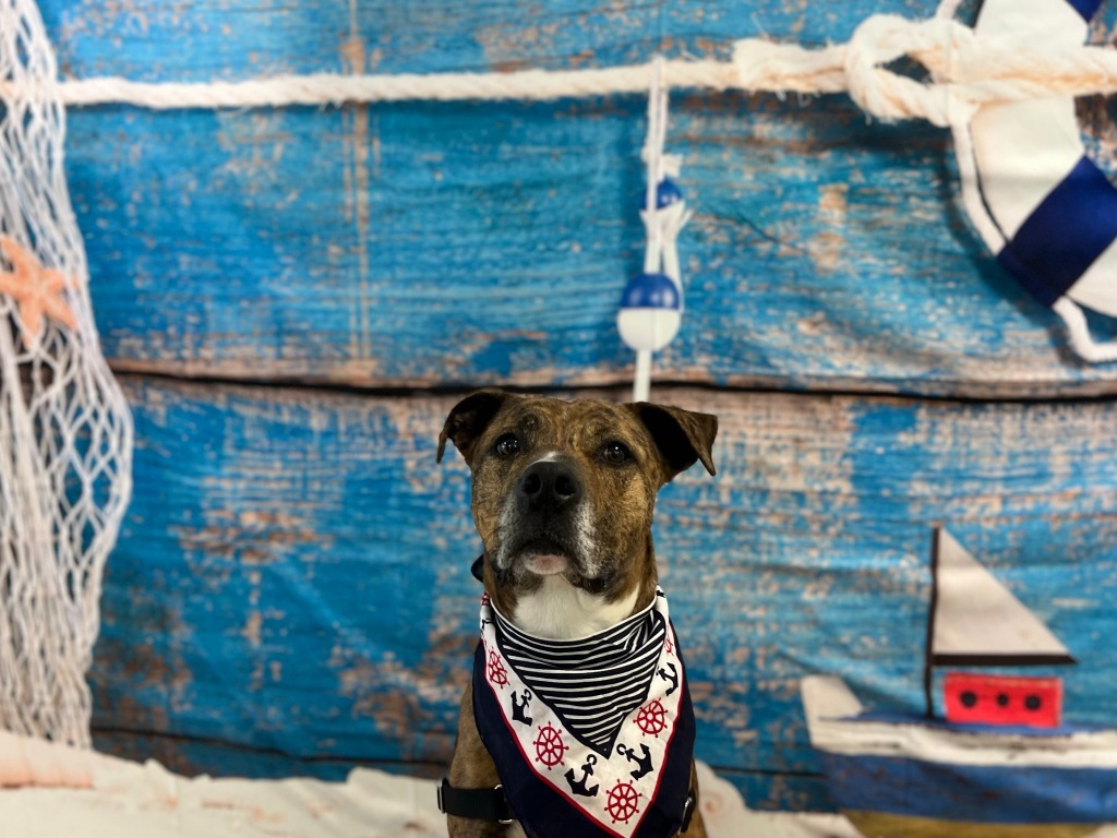 Jobee, an adoptable Boxer in Hamilton, OH, 45013 | Photo Image 1