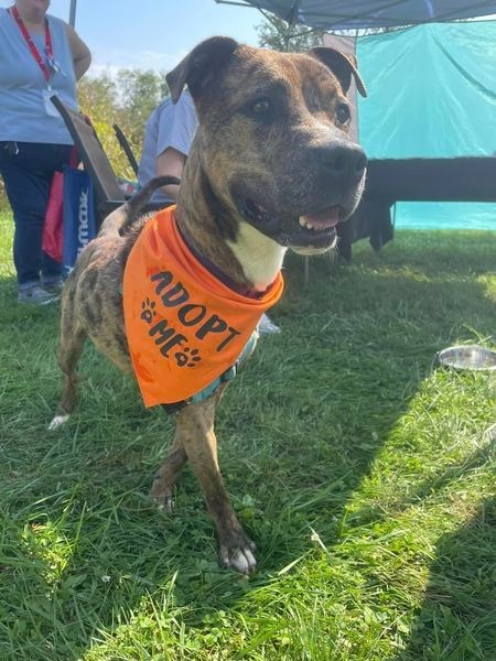 Jobee, an adoptable Boxer in Hamilton, OH, 45013 | Photo Image 2