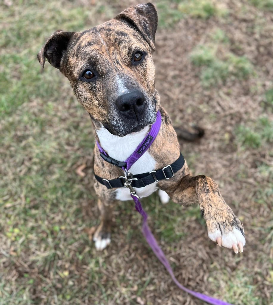 Jobee, an adoptable Boxer in Hamilton, OH, 45013 | Photo Image 3