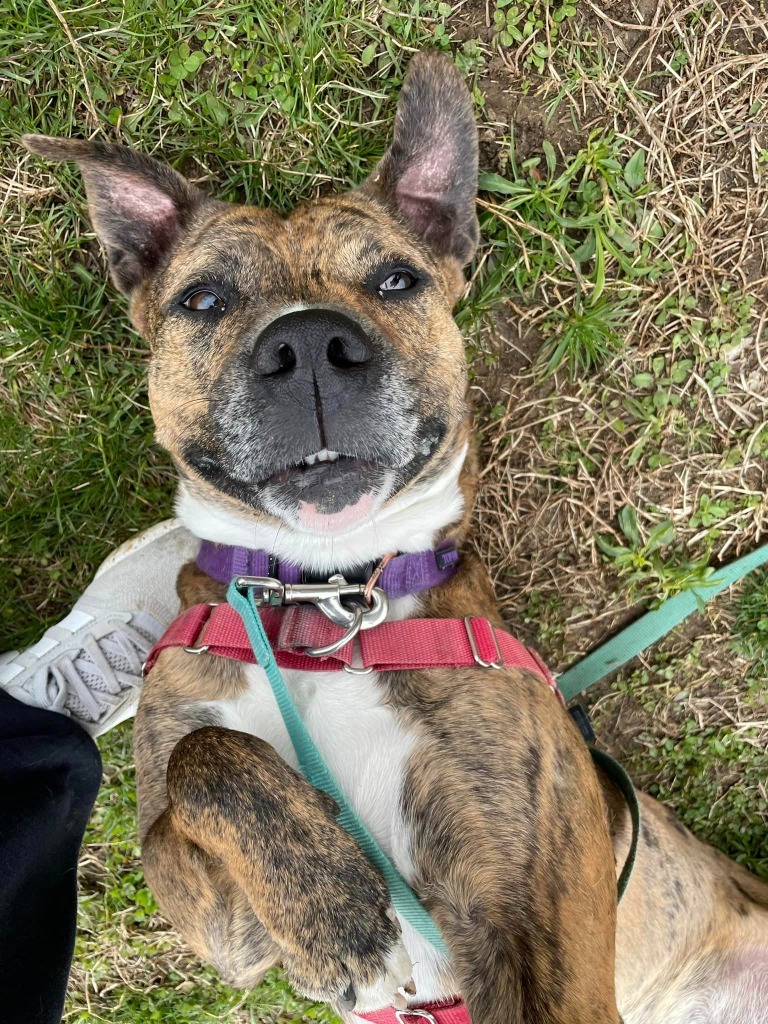 Jobee, an adoptable Boxer in Hamilton, OH, 45013 | Photo Image 4