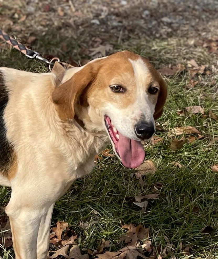 Gregory: Not At the Shelter (Wendy), an adoptable Foxhound in Rustburg, VA, 24588 | Photo Image 1