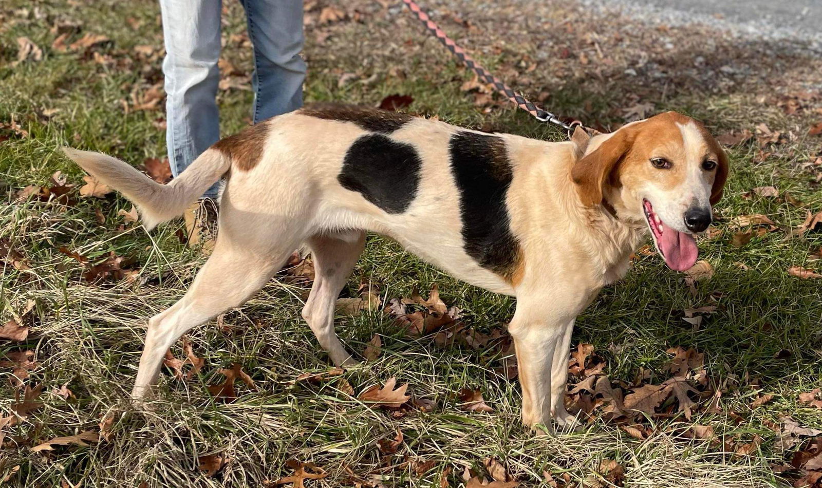 Gregory: Not At the Shelter (Wendy), an adoptable Foxhound in Rustburg, VA, 24588 | Photo Image 2