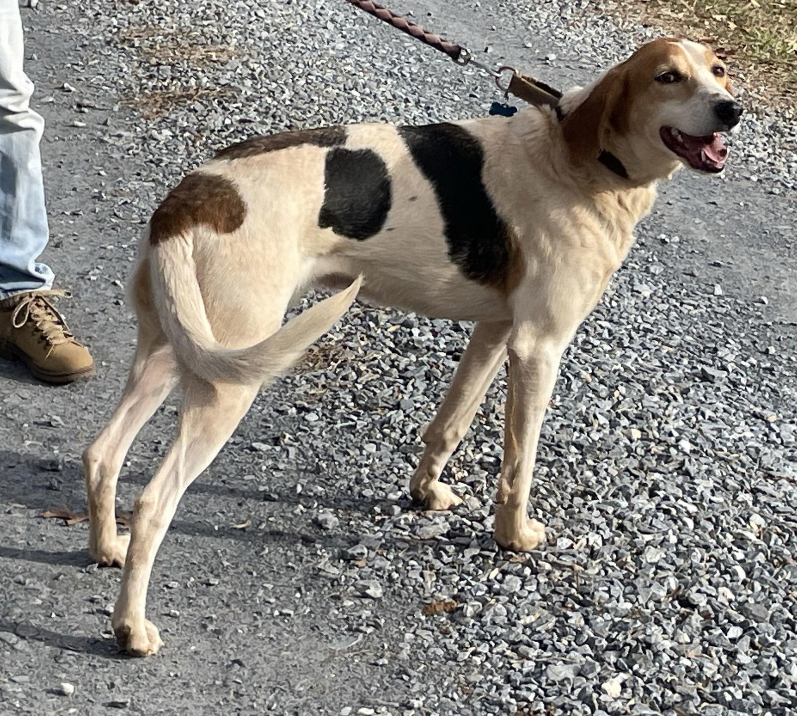 Gregory: Not At the Shelter (Wendy), an adoptable Foxhound in Rustburg, VA, 24588 | Photo Image 3