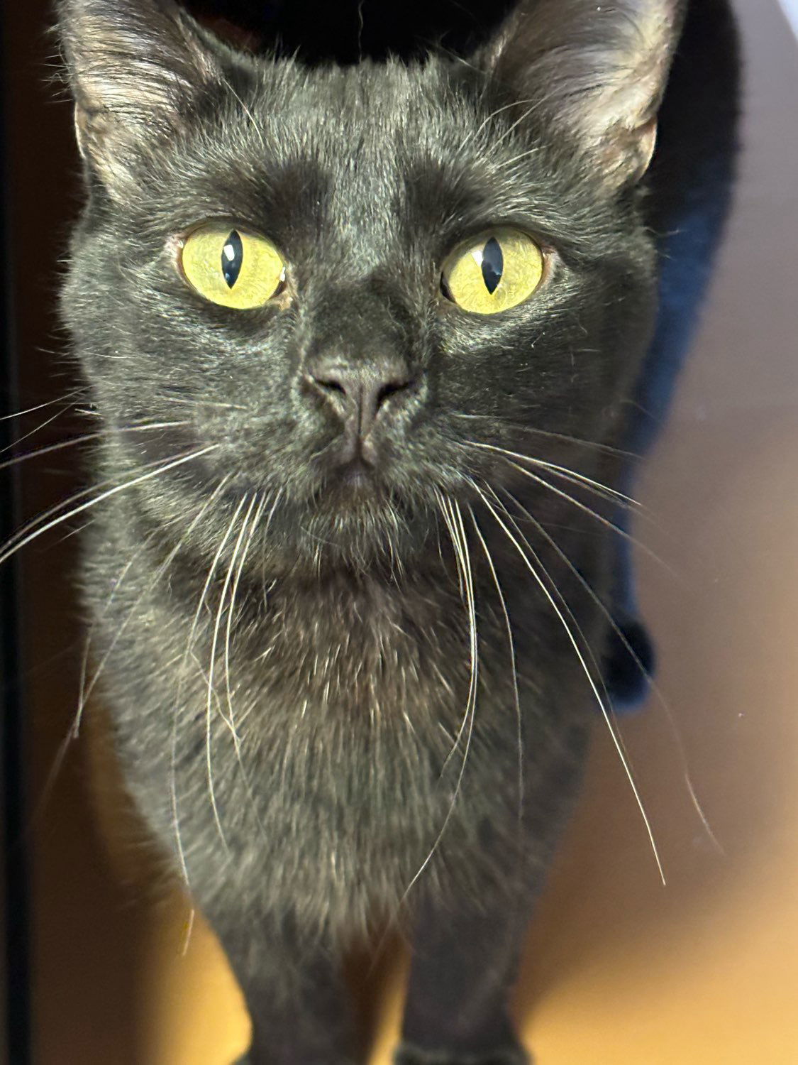 Kava, an adoptable Domestic Short Hair in Laramie, WY, 82073 | Photo Image 1