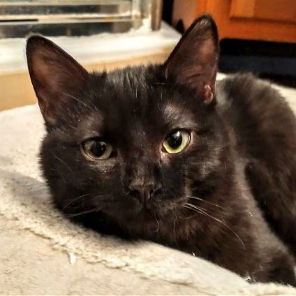 Kava, an adoptable Domestic Short Hair in Laramie, WY, 82073 | Photo Image 2