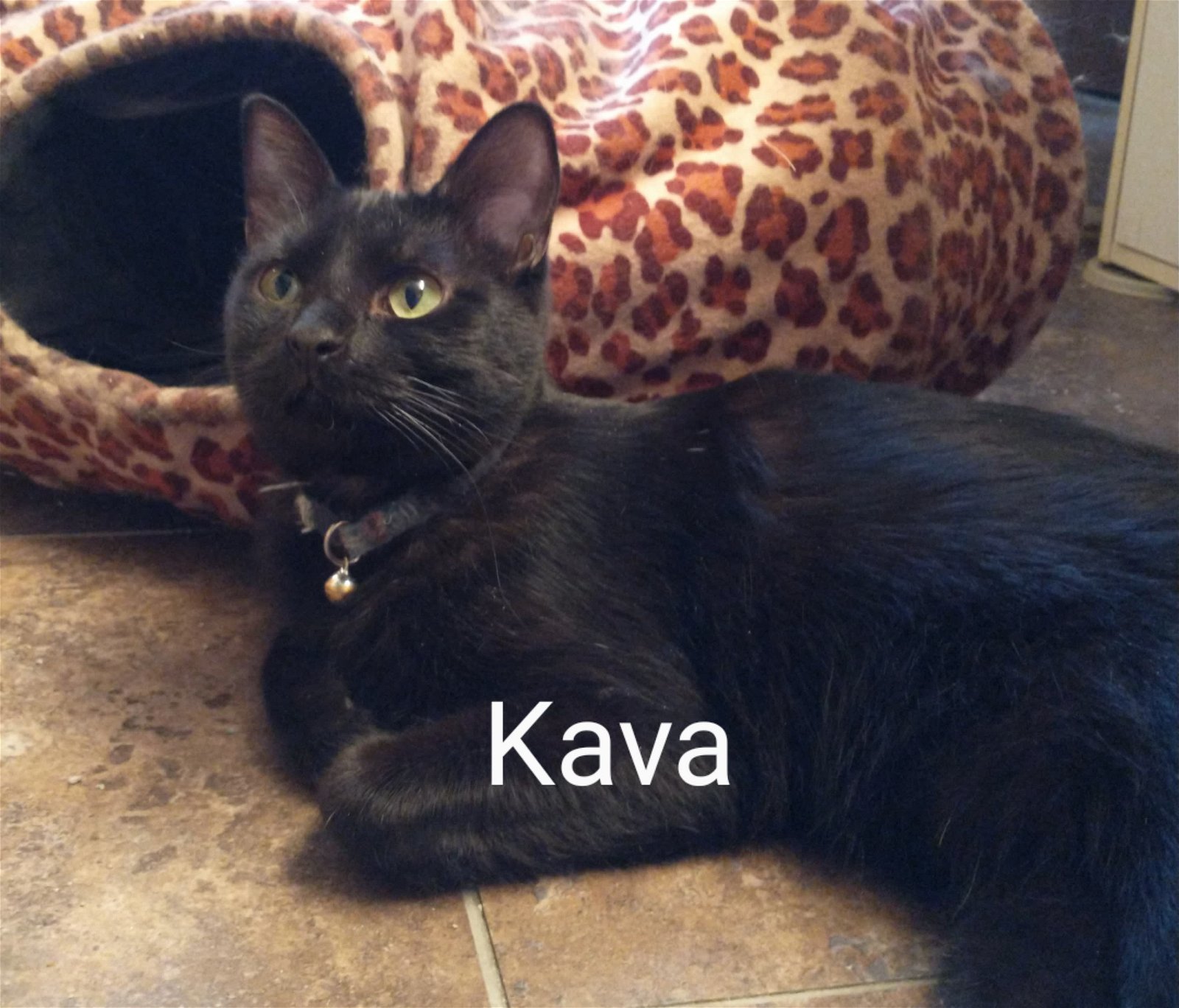 Kava, an adoptable Domestic Short Hair in Laramie, WY, 82073 | Photo Image 3