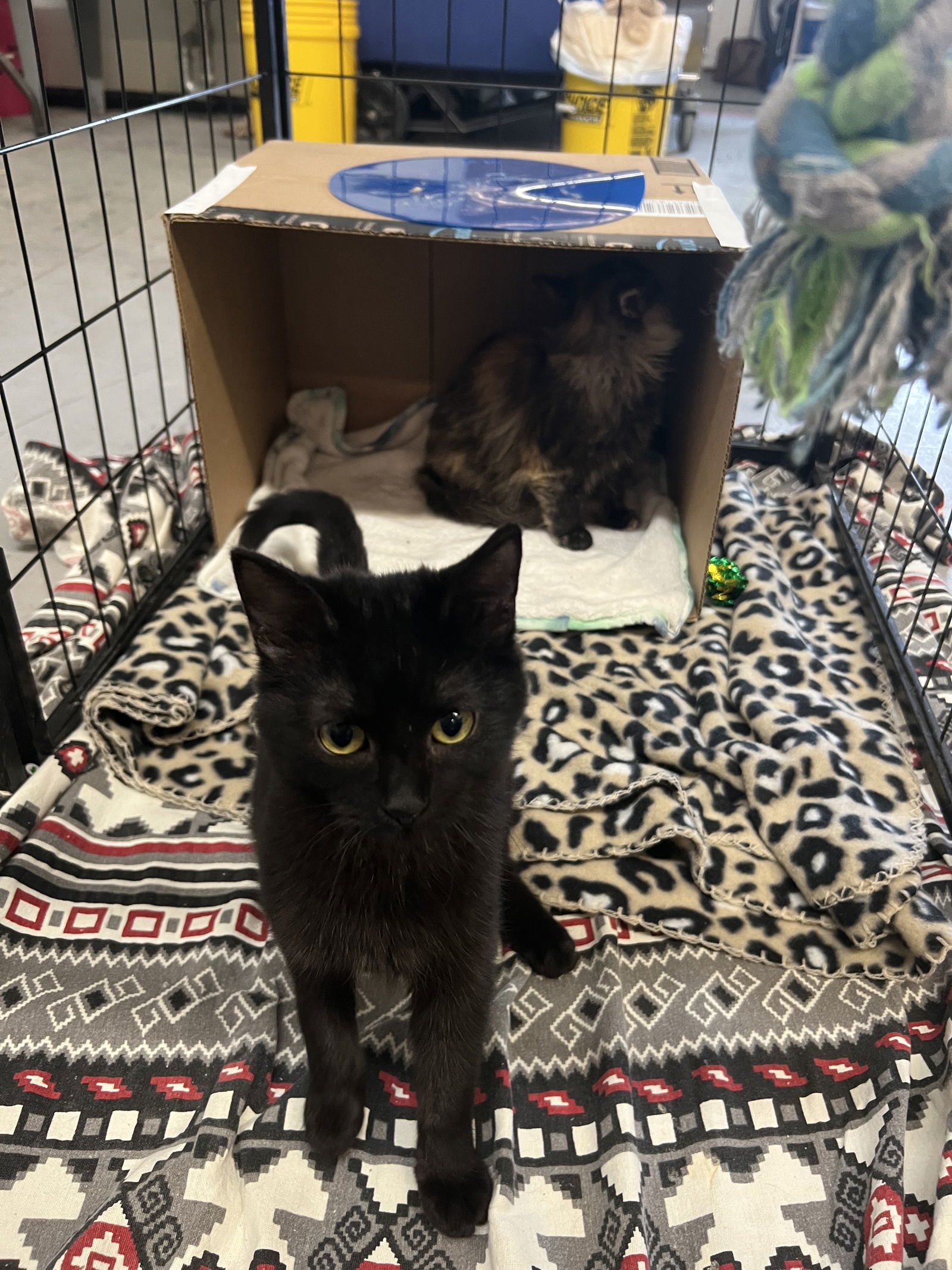 Kava, an adoptable Domestic Short Hair in Laramie, WY, 82073 | Photo Image 3