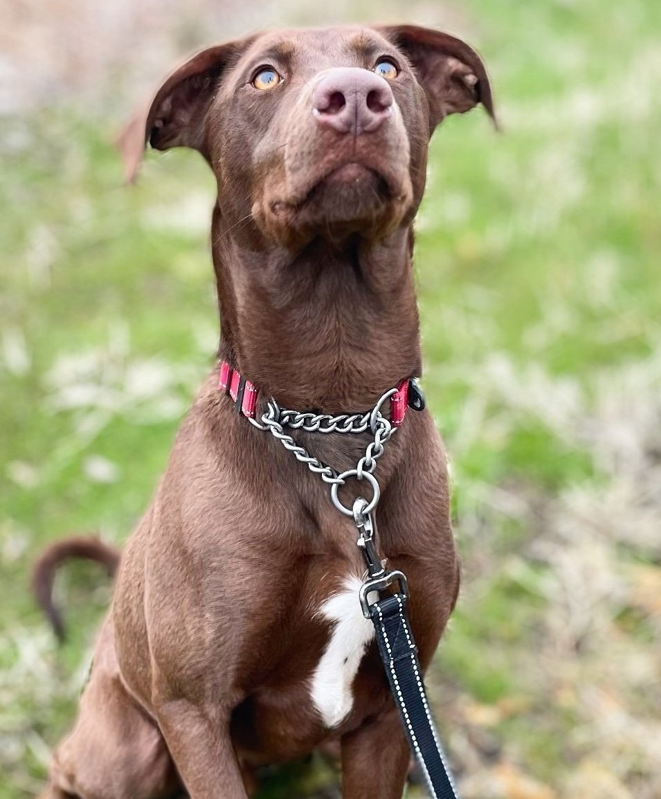 Clancy, an adoptable Chocolate Labrador Retriever, Greyhound in Yreka, CA, 96097 | Photo Image 1