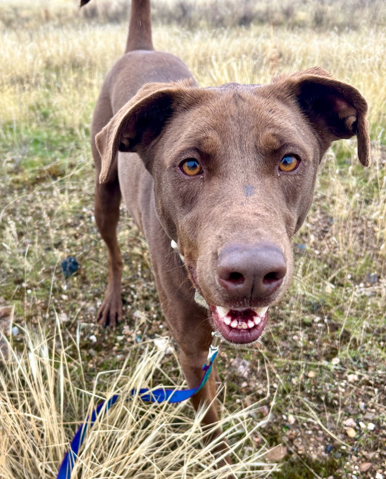 Clancy, an adoptable Chocolate Labrador Retriever, Greyhound in Yreka, CA, 96097 | Photo Image 1