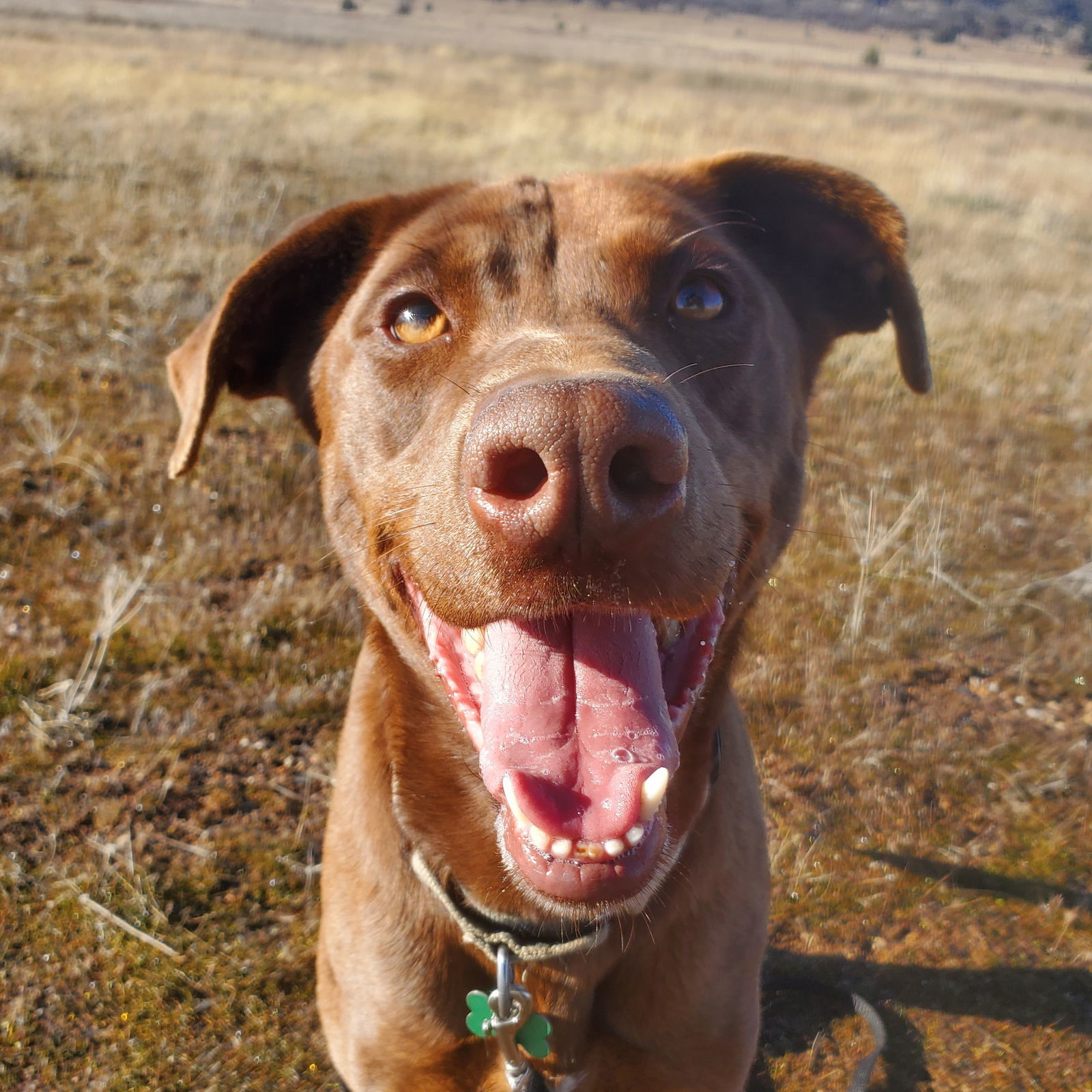 Clancy, an adoptable Chocolate Labrador Retriever, Greyhound in Yreka, CA, 96097 | Photo Image 1