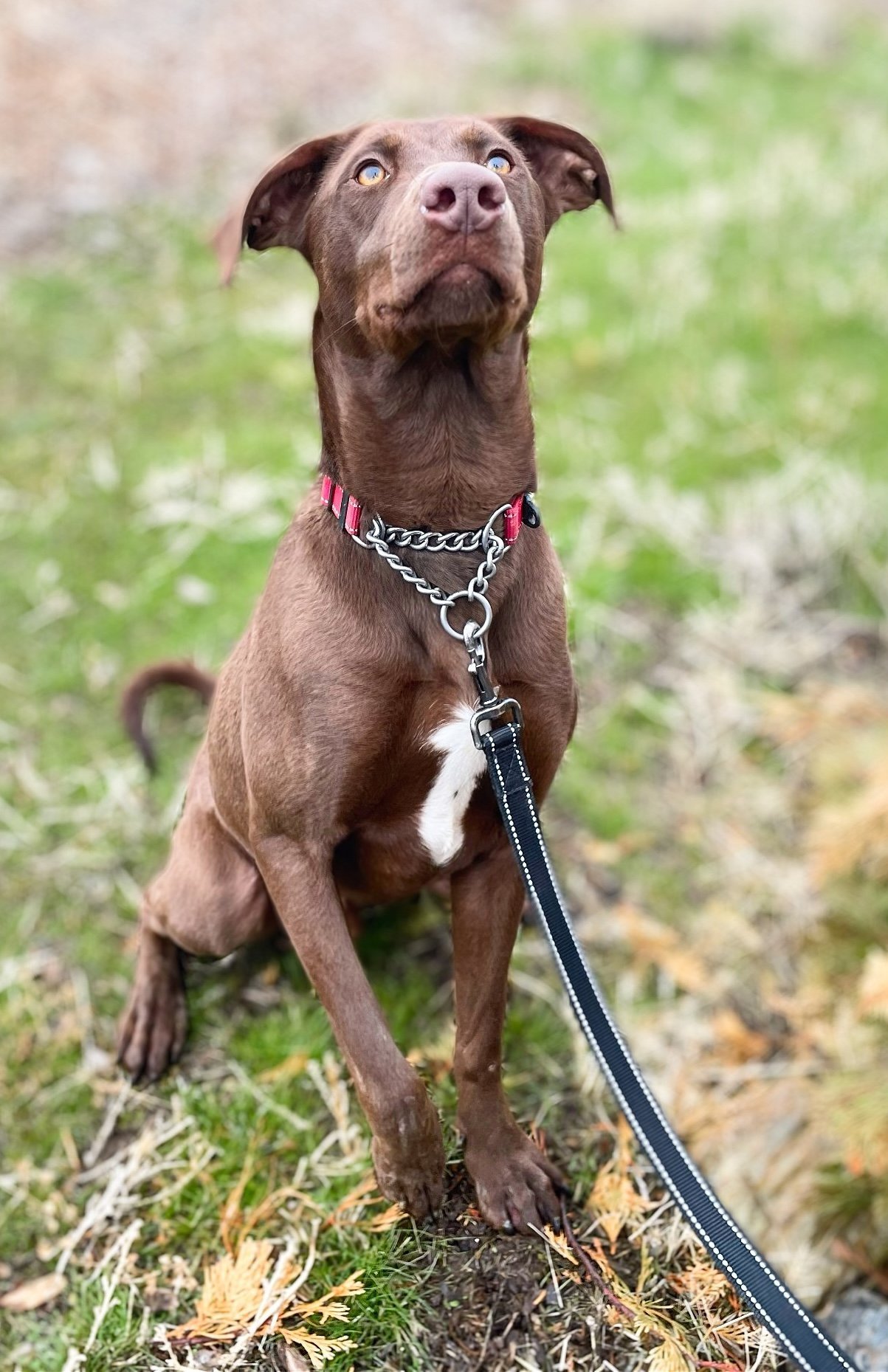 Clancy, an adoptable Chocolate Labrador Retriever, Greyhound in Yreka, CA, 96097 | Photo Image 2