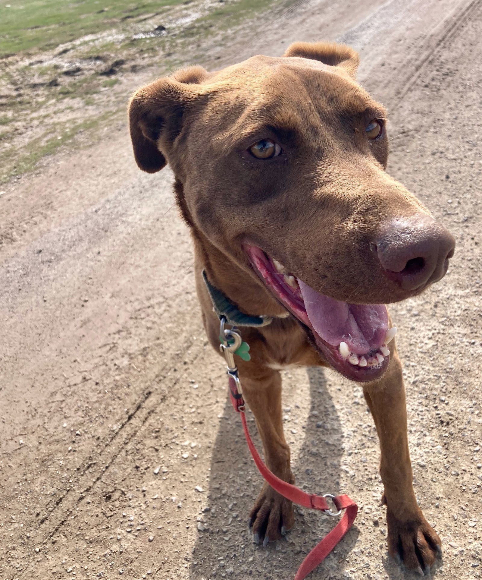 Clancy, an adoptable Chocolate Labrador Retriever, Greyhound in Yreka, CA, 96097 | Photo Image 2