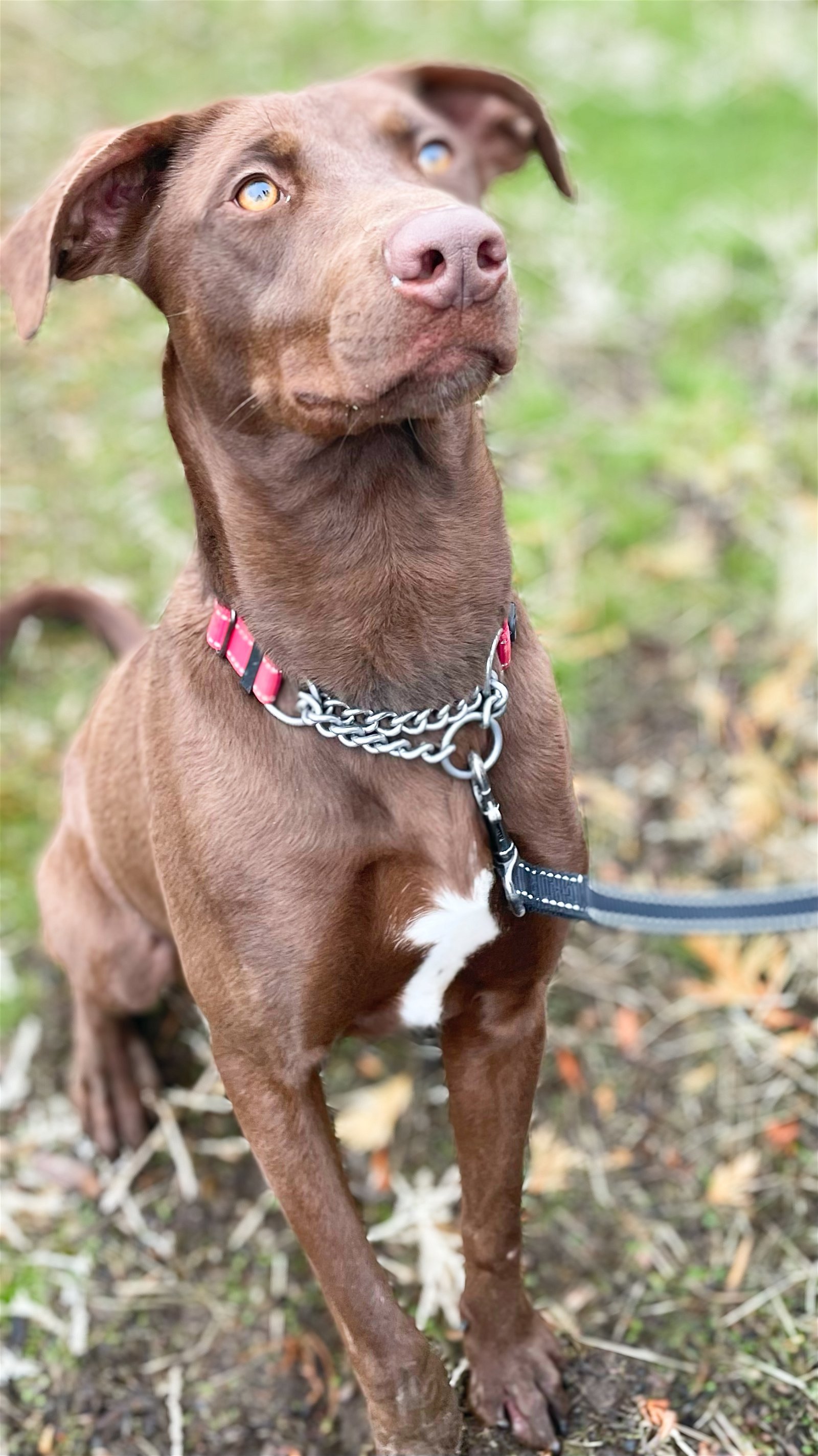 Clancy, an adoptable Chocolate Labrador Retriever, Greyhound in Yreka, CA, 96097 | Photo Image 3