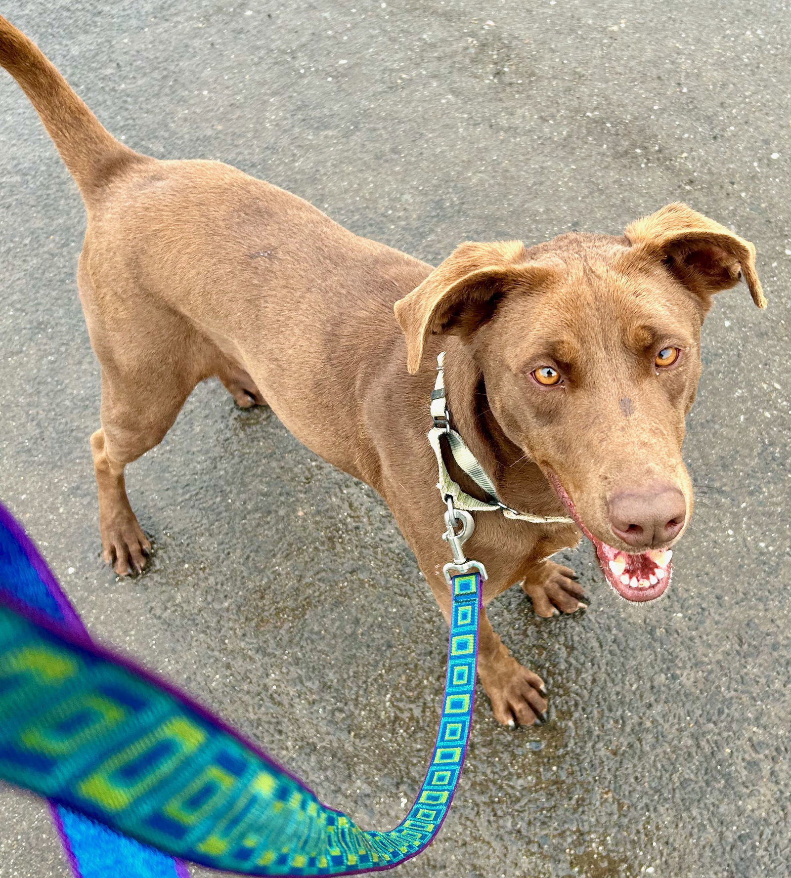 Clancy, an adoptable Chocolate Labrador Retriever, Greyhound in Yreka, CA, 96097 | Photo Image 3