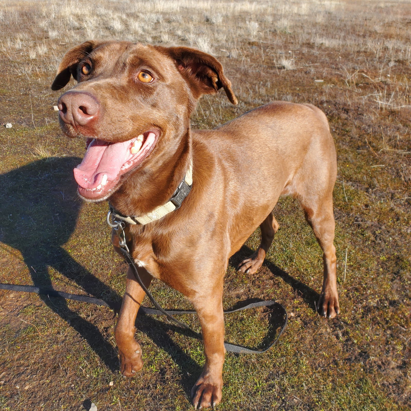 Clancy, an adoptable Chocolate Labrador Retriever, Greyhound in Yreka, CA, 96097 | Photo Image 3