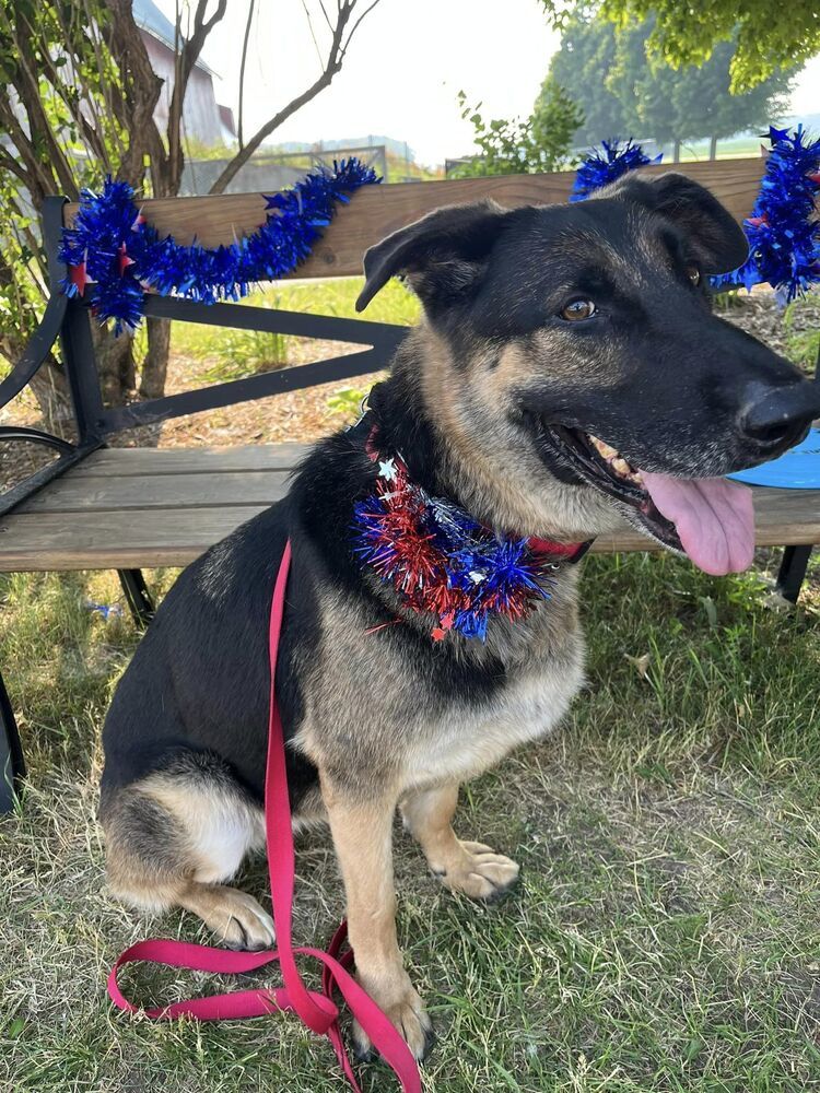 Cici (aka Cierra), an adoptable German Shepherd Dog in Suamico, WI, 54173 | Photo Image 1